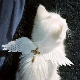 Angel